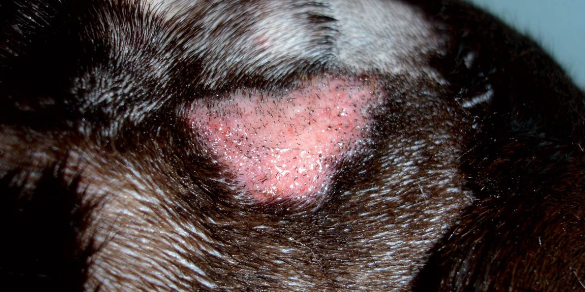 Skin Infection in Dogs: Types, Causes, Symptoms, Treatment