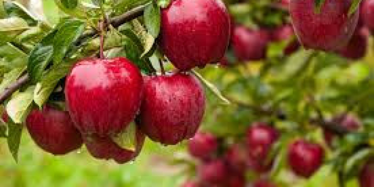 Unveiling The Amazing Health Benefits Of Apples